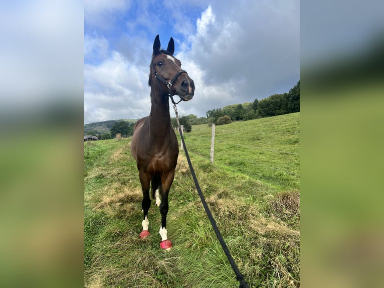 Oldenburg Gelding 12 years 18 hh Bay-Dark in Sundern Oldenburg Gelding 12 years 18 hh Bay-Dark in Sundern