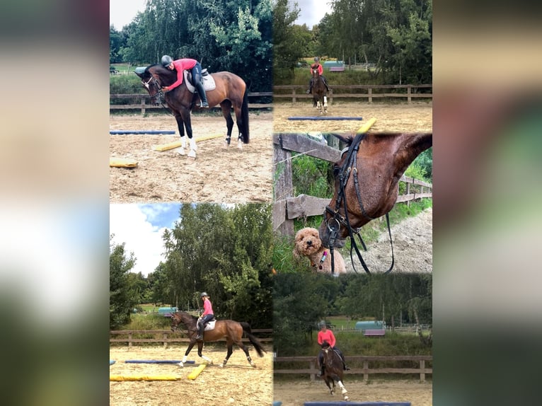 Oldenburg Gelding 12 years 18 hh Bay-Dark in Sundern Oldenburg Gelding 12 years 18 hh Bay-Dark in Sundern