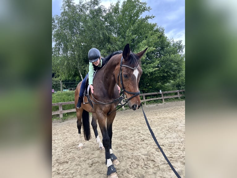 Oldenburg Gelding 12 years 18 hh Bay-Dark in Sundern Oldenburg Gelding 12 years 18 hh Bay-Dark in Sundern