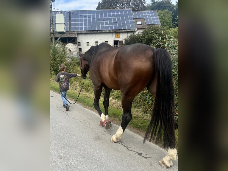 Oldenburg Gelding 12 years 18 hh Bay-Dark in Sundern Oldenburg Gelding 12 years 18 hh Bay-Dark in Sundern