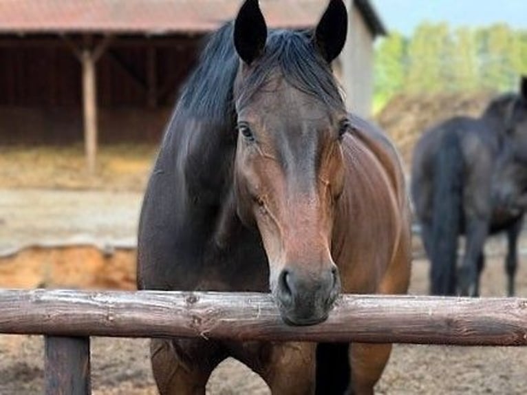 Oldenburg Gelding 12 years 18 hh Brown in Potsdam