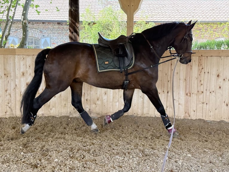 Oldenburg Gelding 12 years 18 hh Brown in Beelitz