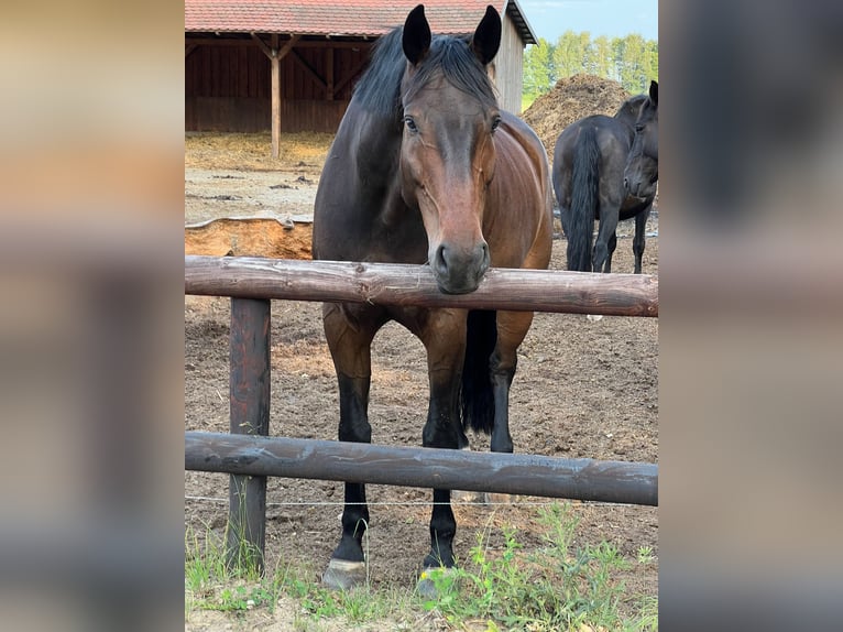 Oldenburg Gelding 12 years 18 hh Brown in Beelitz