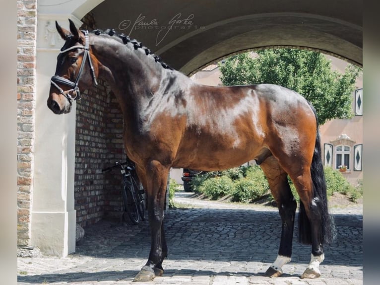 Oldenburg Gelding 12 years 18 hh Brown in Beelitz
