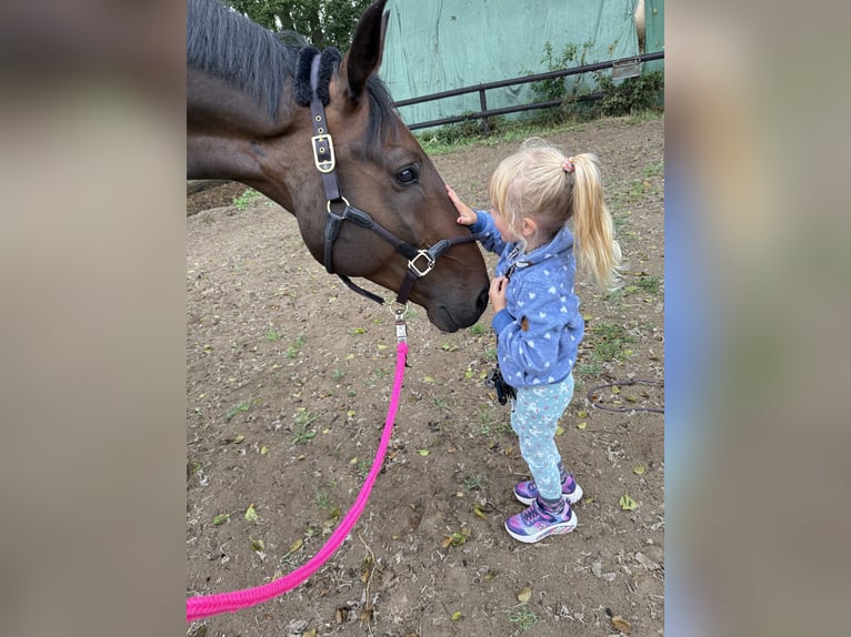 Oldenburg Gelding 12 years 18 hh Brown in Beelitz