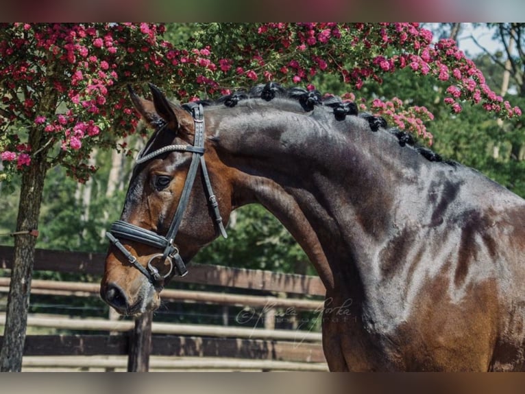 Oldenburg Gelding 12 years 18 hh Brown in Beelitz