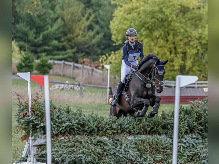 Oldenburg Gelding 13 years 16.1 hh Bay-Dark in Toronto, Ontario