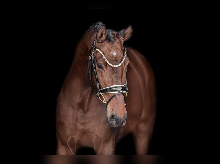 Oldenburg Gelding 13 years 16 hh Brown in Wehringen