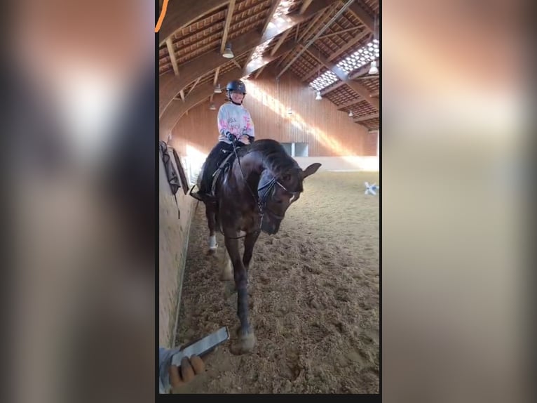 Oldenburg Gelding 13 years 16 hh Chestnut in Werl