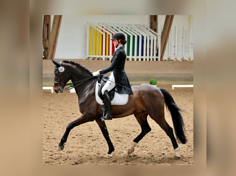 Oldenburg Gelding 13 years 16,1 hh Bay-Dark in L&#xFC;beck