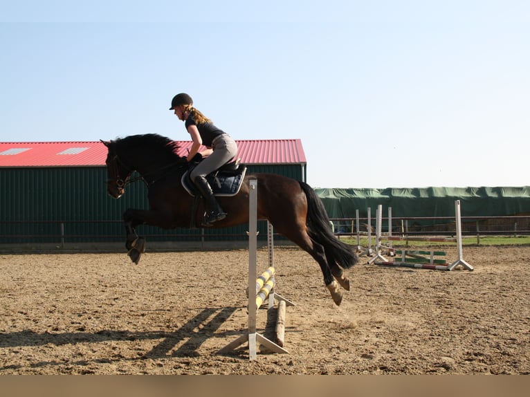 Oldenburg Gelding 13 years 16,1 hh Bay-Dark in L&#xFC;beck