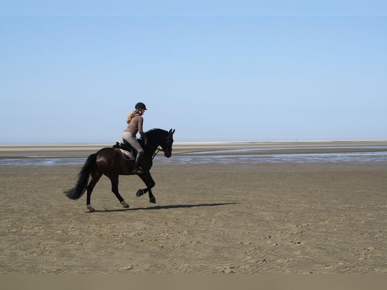 Oldenburg Gelding 13 years 16,1 hh Bay-Dark in L&#xFC;beck