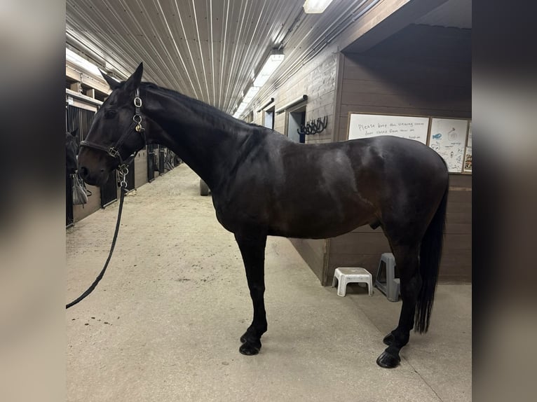 Oldenburg Gelding 13 years 16,1 hh Bay-Dark in Toronto, Ontario