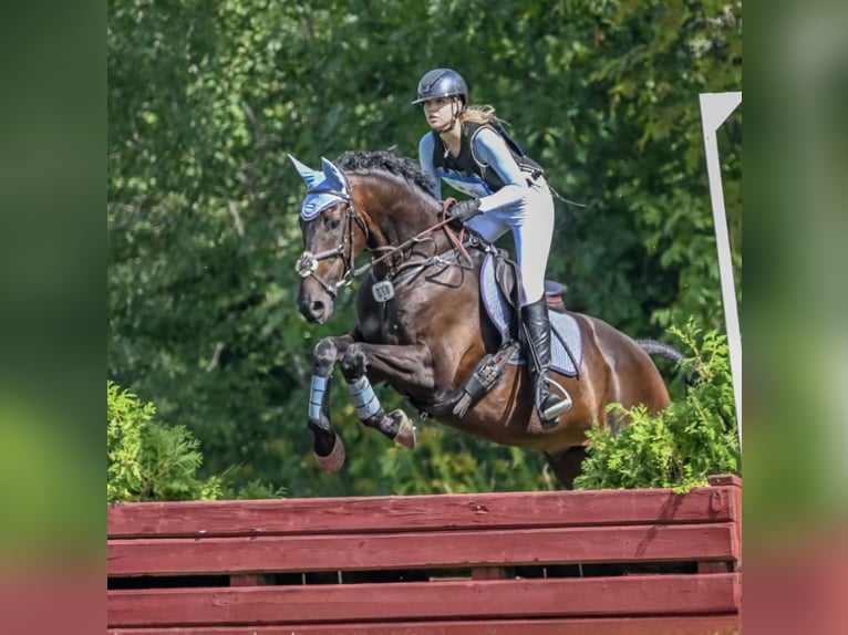 Oldenburg Gelding 13 years 16,1 hh Bay-Dark in Toronto, Ontario