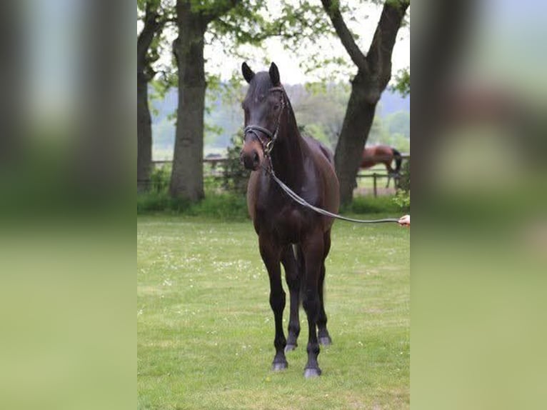 Oldenburg Gelding 13 years 16,2 hh Bay-Dark in Nürnberg