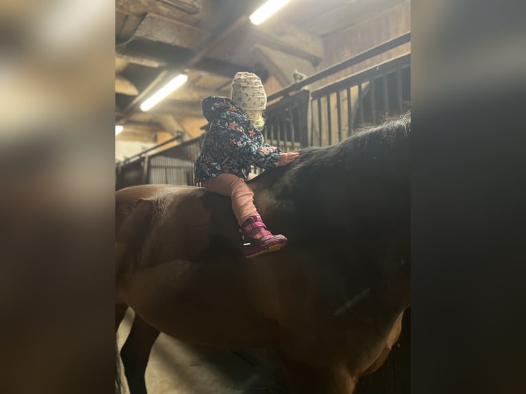 Oldenburg Gelding 13 years 16,2 hh Brown in Oyten