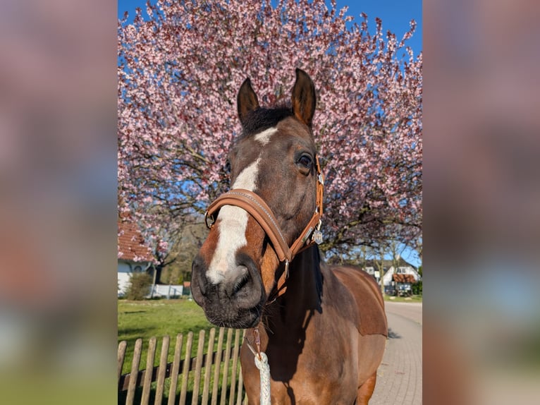 Oldenburg Gelding 13 years 16,2 hh Brown in Oyten