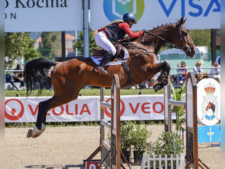 Oldenburg Gelding 13 years 16,2 hh Brown-Light in Madrid