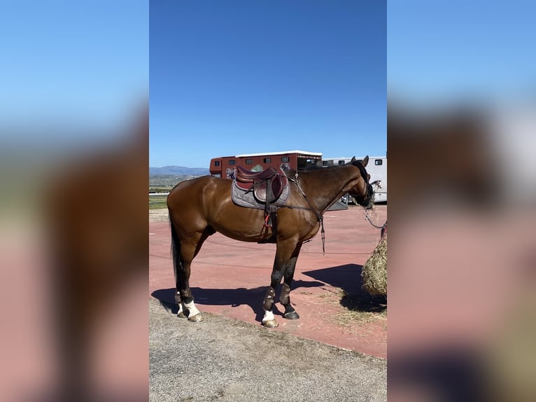 Oldenburg Gelding 13 years 16,2 hh Brown-Light in Madrid