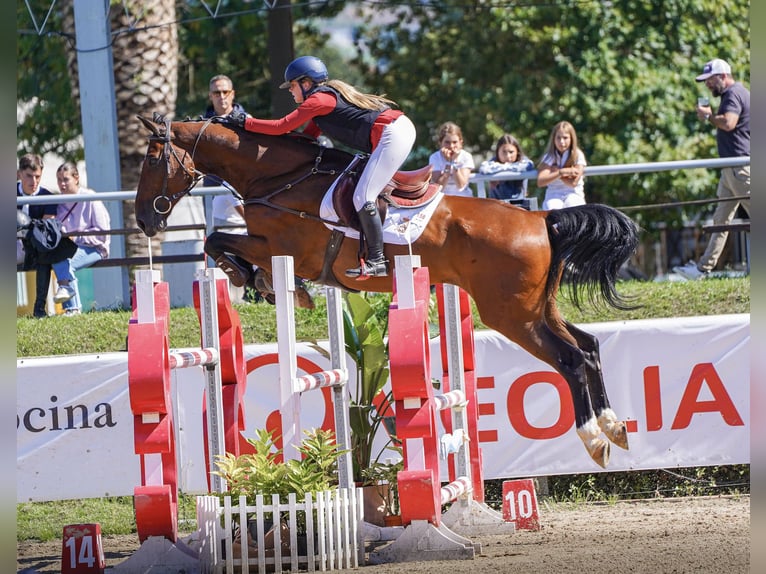 Oldenburg Gelding 13 years 16,2 hh Brown-Light in Madrid