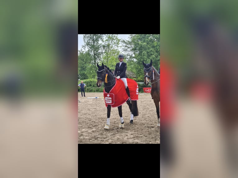 Oldenburg Gelding 13 years 16,3 hh Bay-Dark in Beverstedt
