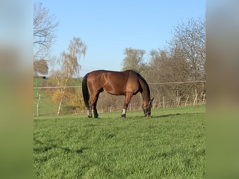 Oldenburg Gelding 13 years 17,1 hh Brown in Roßdorf