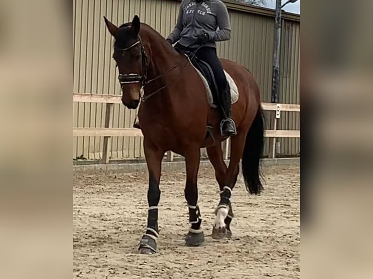 Oldenburg Gelding 13 years 17,1 hh Brown in Roßdorf