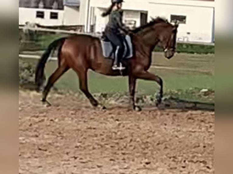 Oldenburg Gelding 13 years 17,1 hh Brown in Roßdorf