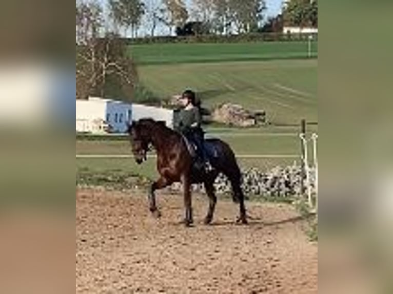 Oldenburg Gelding 13 years 17,1 hh Brown in Ro&#xDF;dorf