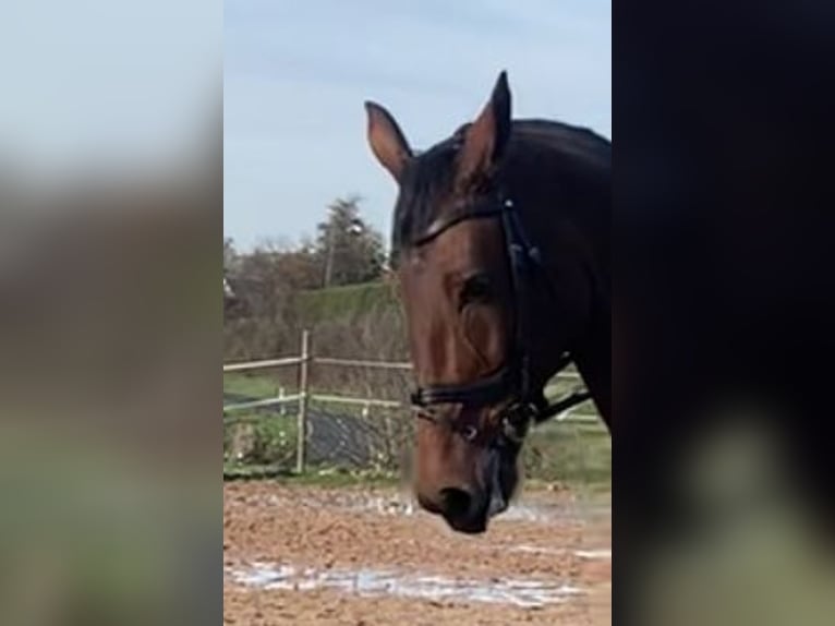 Oldenburg Gelding 13 years 17,1 hh Brown in Ro&#xDF;dorf