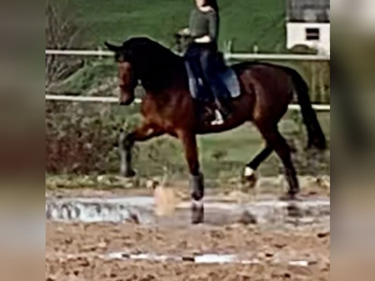 Oldenburg Gelding 13 years 17,1 hh Brown in Roßdorf