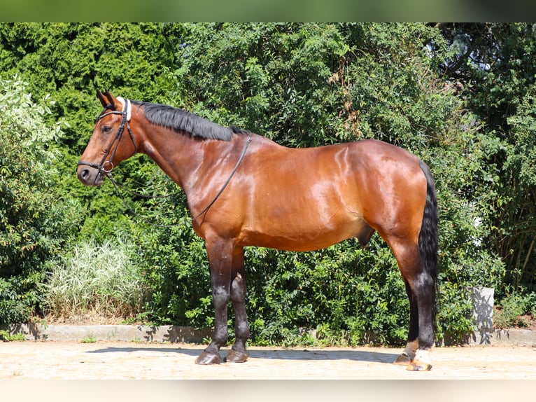 Oldenburg Gelding 13 years 17.2 hh Bay-Dark in Landsberg am Lech