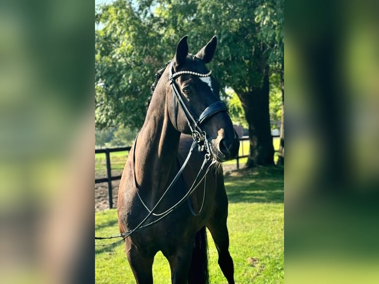 Oldenburg Gelding 13 years 17,2 hh Brown in Lippetal