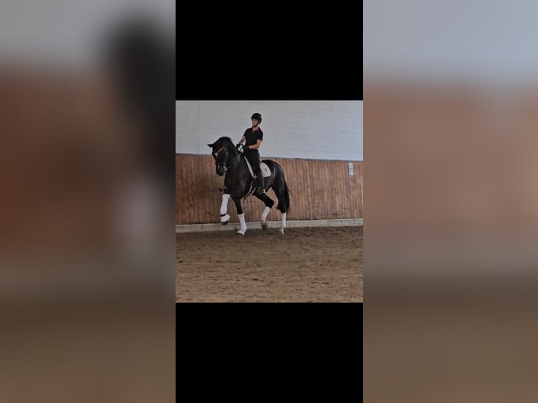 Oldenburg Gelding 13 years 17,2 hh Brown in Lippetal