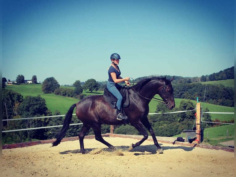 Oldenburg Gelding 13 years 17 hh Bay-Dark in Gummersbach