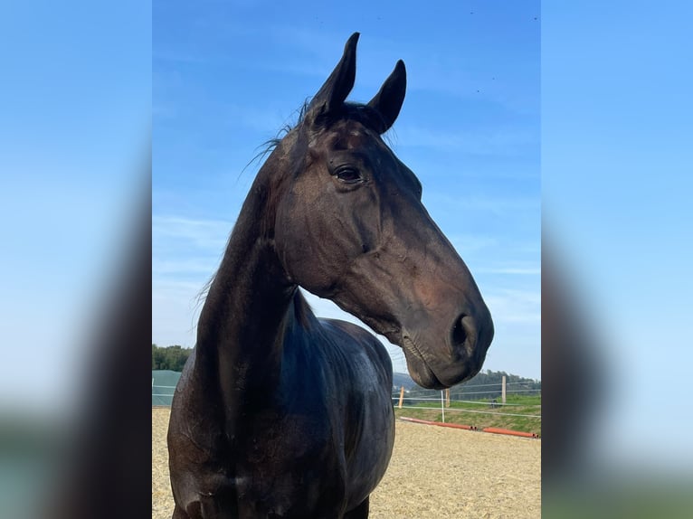 Oldenburg Gelding 13 years 17 hh Bay-Dark in Gummersbach