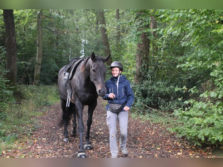 Oldenburg Gelding 13 years 17 hh Bay-Dark in Gummersbach