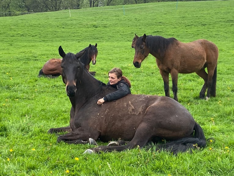 Oldenburg Gelding 13 years 17 hh Bay-Dark in Gummersbach
