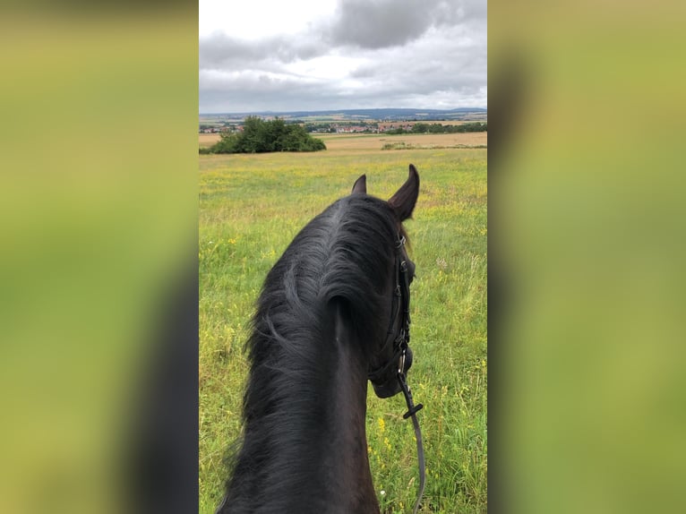 Oldenburg Gelding 13 years 17 hh Black in Kassel