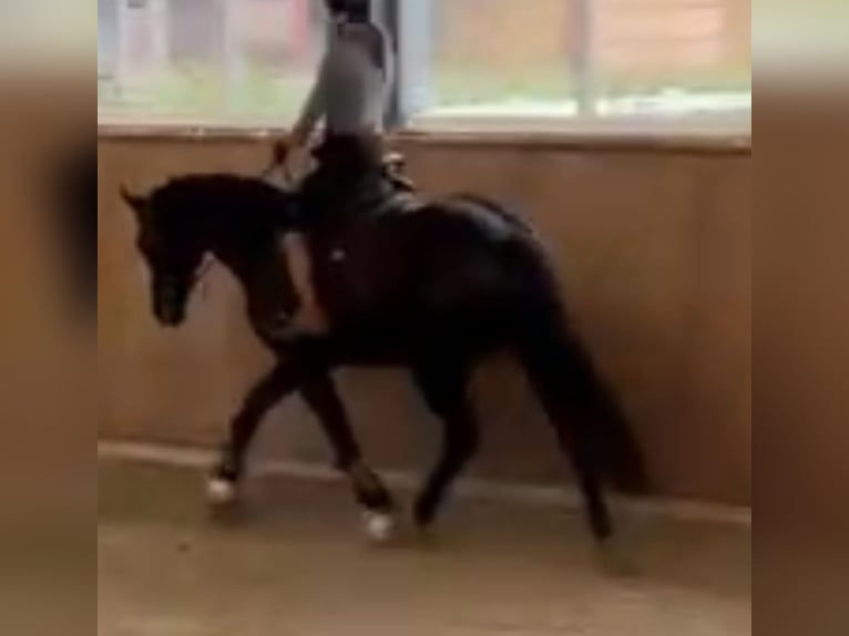 Oldenburg Gelding 13 years 17 hh Black in Kassel