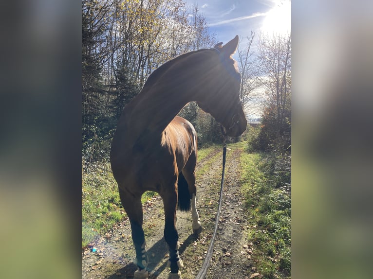 Oldenburg Gelding 13 years 17 hh Brown in Friedrichshafen