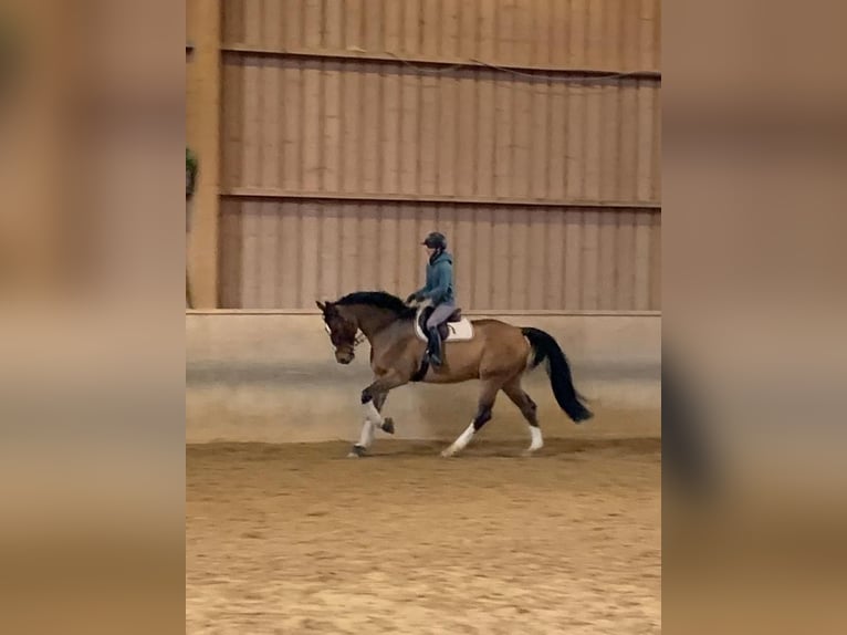 Oldenburg Gelding 13 years 17 hh Brown in Friedrichshafen