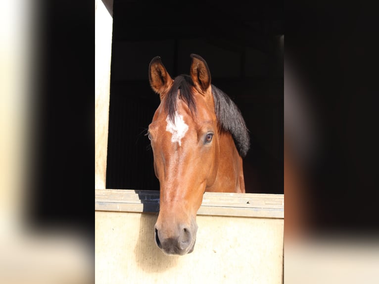 Oldenburg Gelding 13 years 17 hh Brown in Friedrichshafen