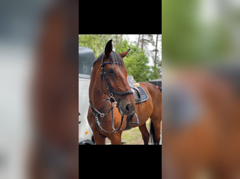 Oldenburg Gelding 13 years 17 hh Brown in Clenze