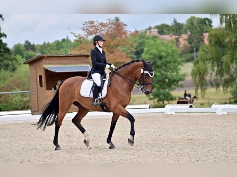 Oldenburg Gelding 13 years 17,1 hh Brown in Gro&#xDF;langheim