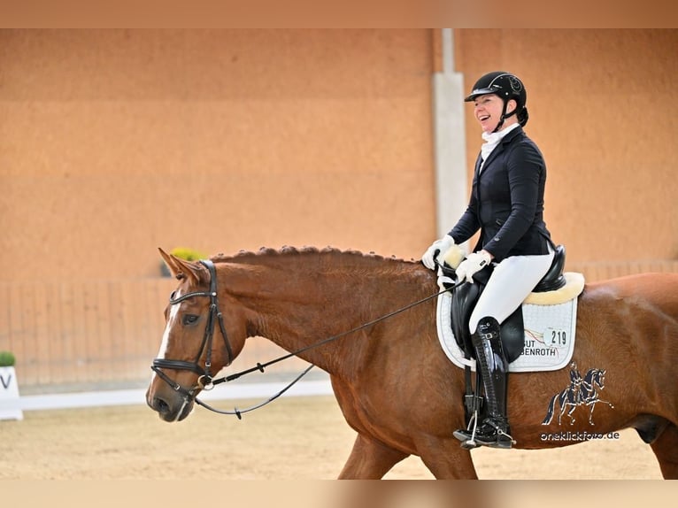 Oldenburg Gelding 13 years 17,1 hh Chestnut-Red in Arnstein