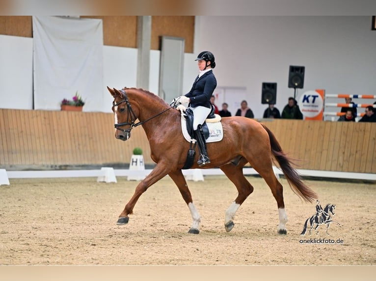 Oldenburg Gelding 13 years 17,1 hh Chestnut-Red in Arnstein