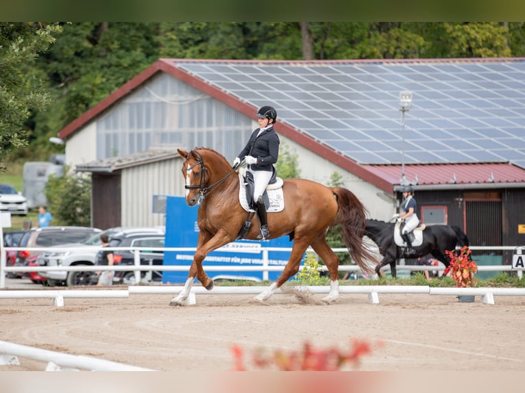 Oldenburg Gelding 13 years 17,1 hh Chestnut-Red in Arnstein