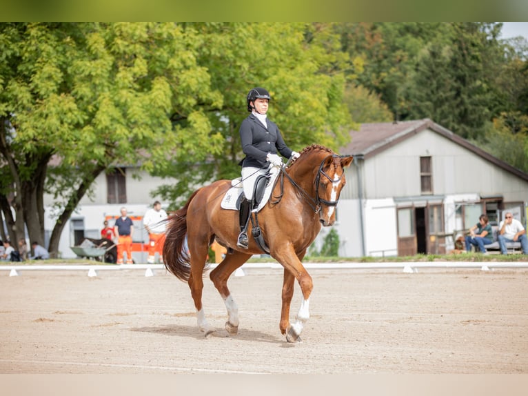Oldenburg Gelding 13 years 17,1 hh Chestnut-Red in Arnstein