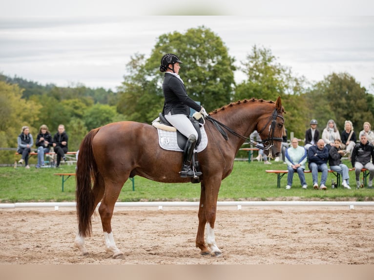 Oldenburg Gelding 13 years 17,1 hh Chestnut-Red in Arnstein